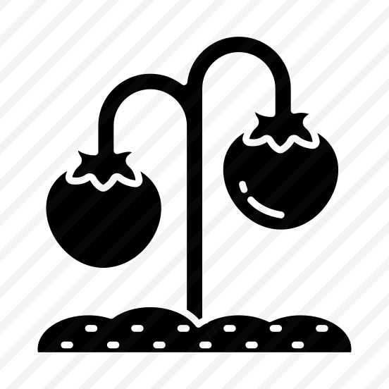 Growing Plant, Sprout, Tomato Plant, Farming, Agriculture preview