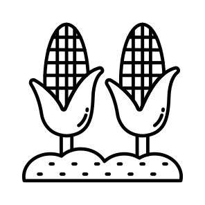Corn, Corn Cobs, Maize, Cereal, Food, icon