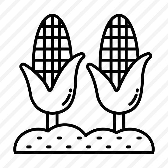 Corn, Corn Cobs, Maize, Cereal, Food,  preview