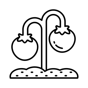 Growing Plant, Sprout, Tomato Plant, Farming, Agriculture icon