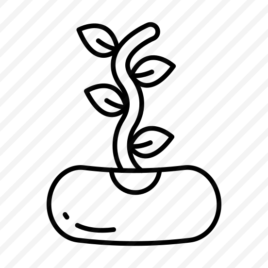 Seedling, Sapling, Sprout, Sowing, Legume preview