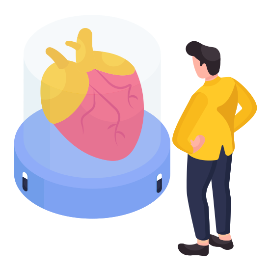 Heart, Body Part, Cardiogram, Cardiology, Muscular Organ, illustration