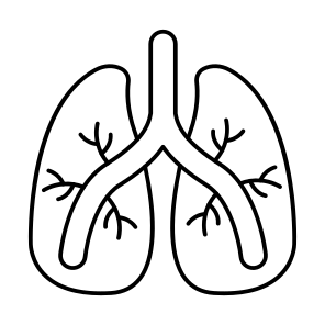 Lungs, Respiratory Organ, Human Organ, Internal Anatomy, Biology, icon