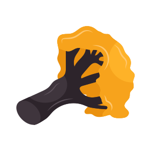 Falling Tree, Woodland, Botany, Ecology, Eco icon