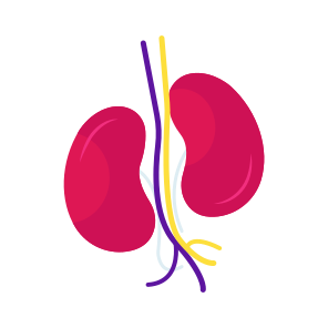 Human Organ ,kidneys, Nephrons, Internal Anatomy, Biology, icon
