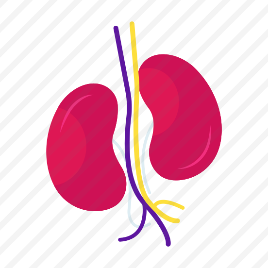 Human Organ ,kidneys, Nephrons, Internal Anatomy, Biology, preview
