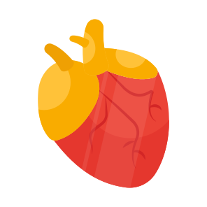 Heart, Body Organ, Cardio, Cardiology, Cardiovascular Organ icon