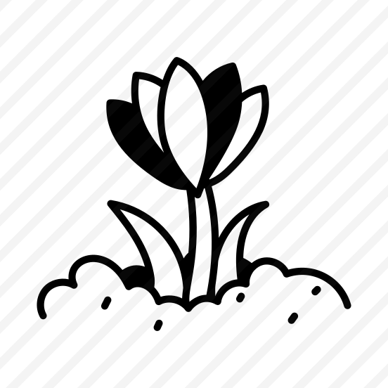 Crocus Flower preview