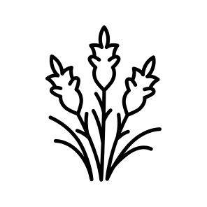 Gladiolus icon