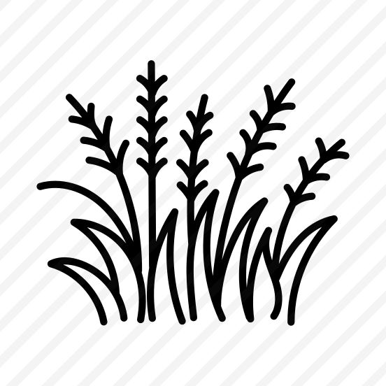 Pampas Grass preview