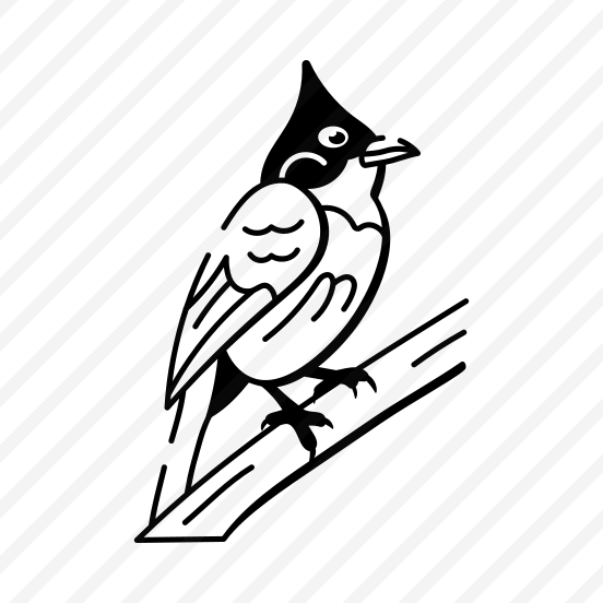 Whiskered Bulbul preview